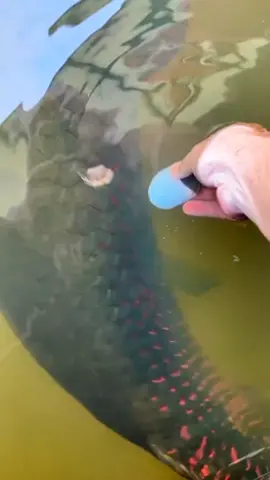 #fyp #channafish #trending #viralvideo #foryoupage #fyp #arapaima 