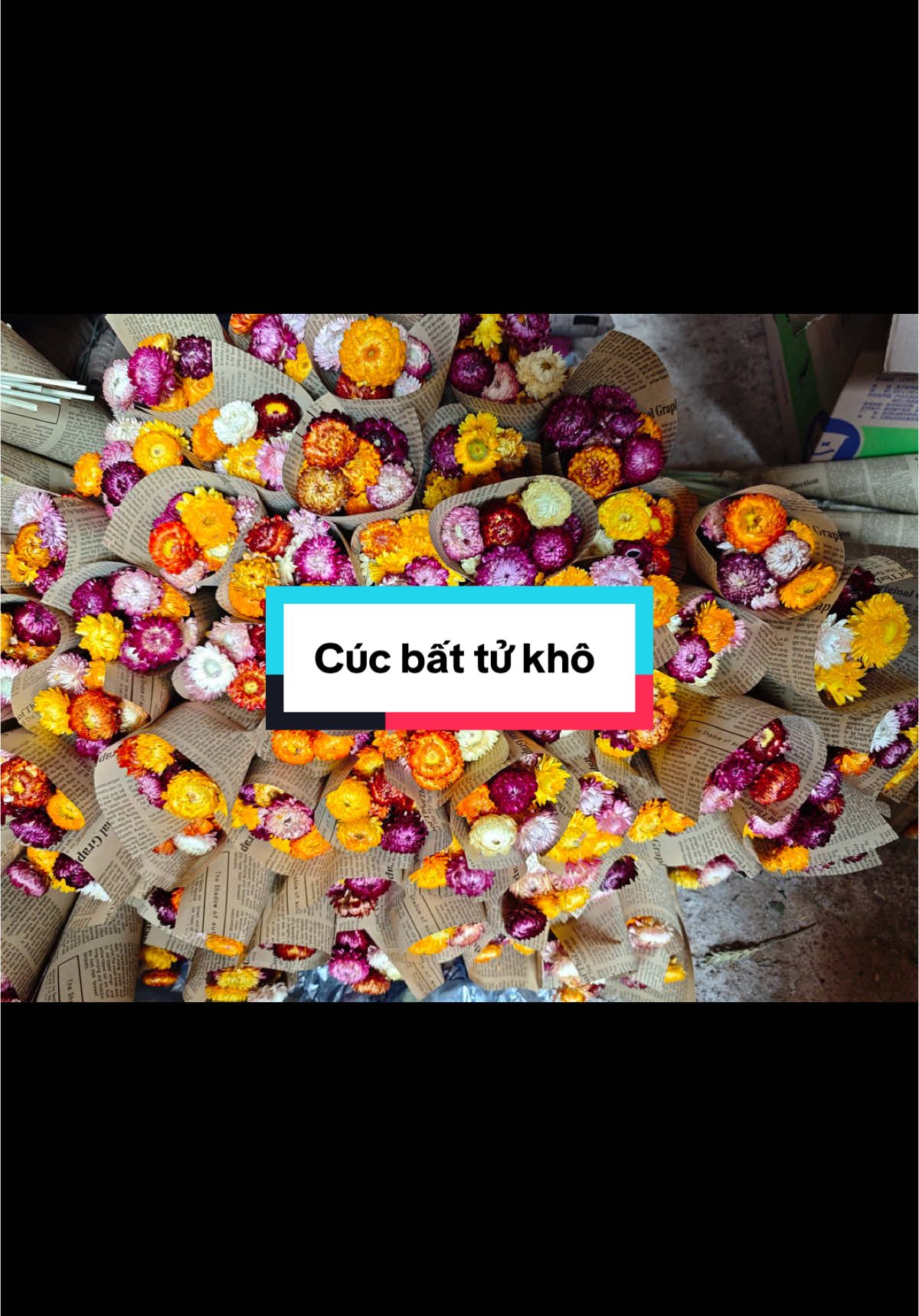 Hoa bất tử, cúc bất tử khô, một loại hoa siêu bền và cực kỳ được yêu thích #hoabattu #cucbattu #hoakho 