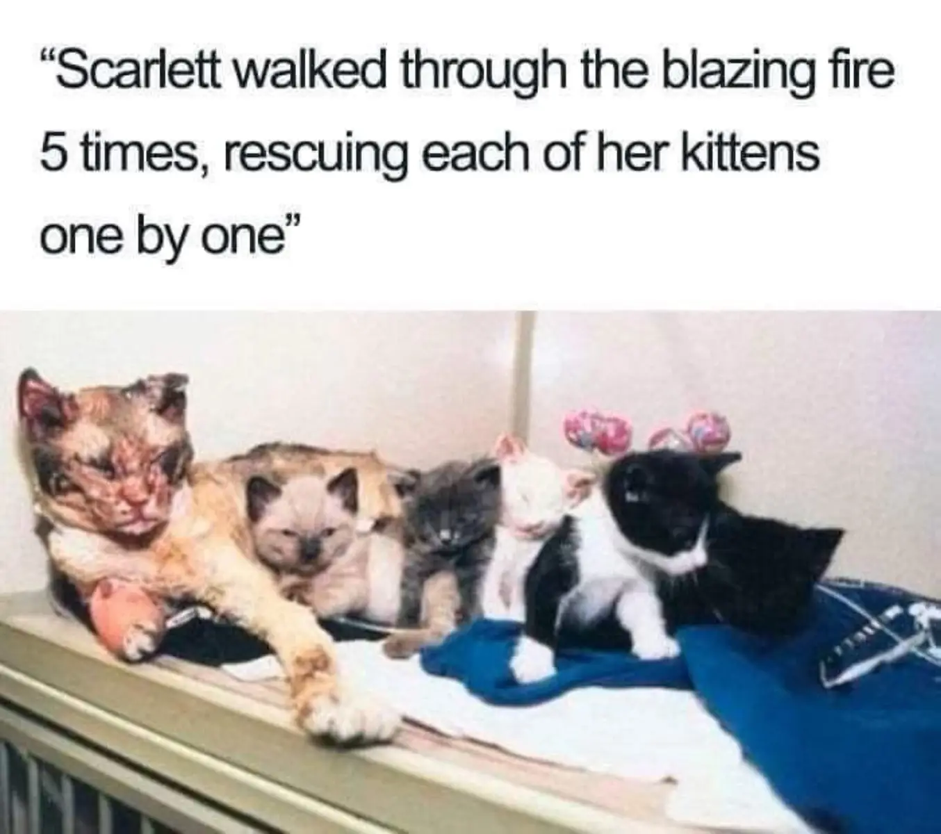 Scarlett was very brave and sacrificed for her kittens. ~On March 30, 1996, Scarlett and her five kittens were in an abandoned garage allegedly used as a cr*ck house in Brooklyn when a fire started from undetermined causes, though individuals using cr*ck have been presumed to be responsible. The New York City Fire Department responded to a call about the fire and quickly extinguished it. When the fire was under control, one of the firefighters on the scene, David Giannelli, noticed Scarlett carrying her kittens away from the garage one by one. Scarlett herself had been severely burned in the process of pulling her kittens from the fire. Her eyes were blistered shut, her ears and paws burned, and her coat highly singed. The majority of her facial hair had been burnt away. After saving the kittens she was seen to touch each of her kittens with her nose to ensure they were all there, as the blisters on her eyes kept her from being able to see them, and then she collapsed unconscious. She lived until 2008. #fyp #heromama #cats #catstory #saving #fyppppppppppppppppppppppp #viral #bittersweet #fire 