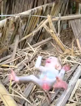 A Tough Day for the Little Monkey 🐒 | #WildlifeProtection #AnimalLife #RespectNature