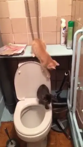 Cat accidentally fell into the water #cat #funnyvideo #catsoftiktok #fyp #pet 