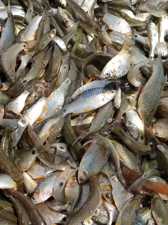 Best fishing video #foryou #viral #fishing #villagelife #fyp 
