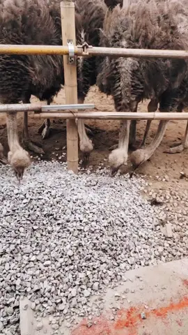 The Stone-Eating Secret: How Ostriches Survive Africa’s Harsh Realms#animals #wildlife #ostriche #for 