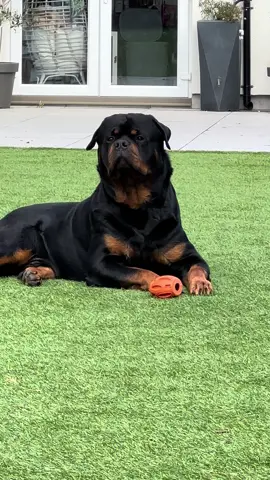 #dog #dogsoftiktok #dogs #bigdog #rottie #rottiesoftiktok #doglove #bigdogsoftiktok #bigrottweiler #cutedogs #xxldogs #rottweiler #doglover #mightydog #doglife #rottweilersoftiktok 