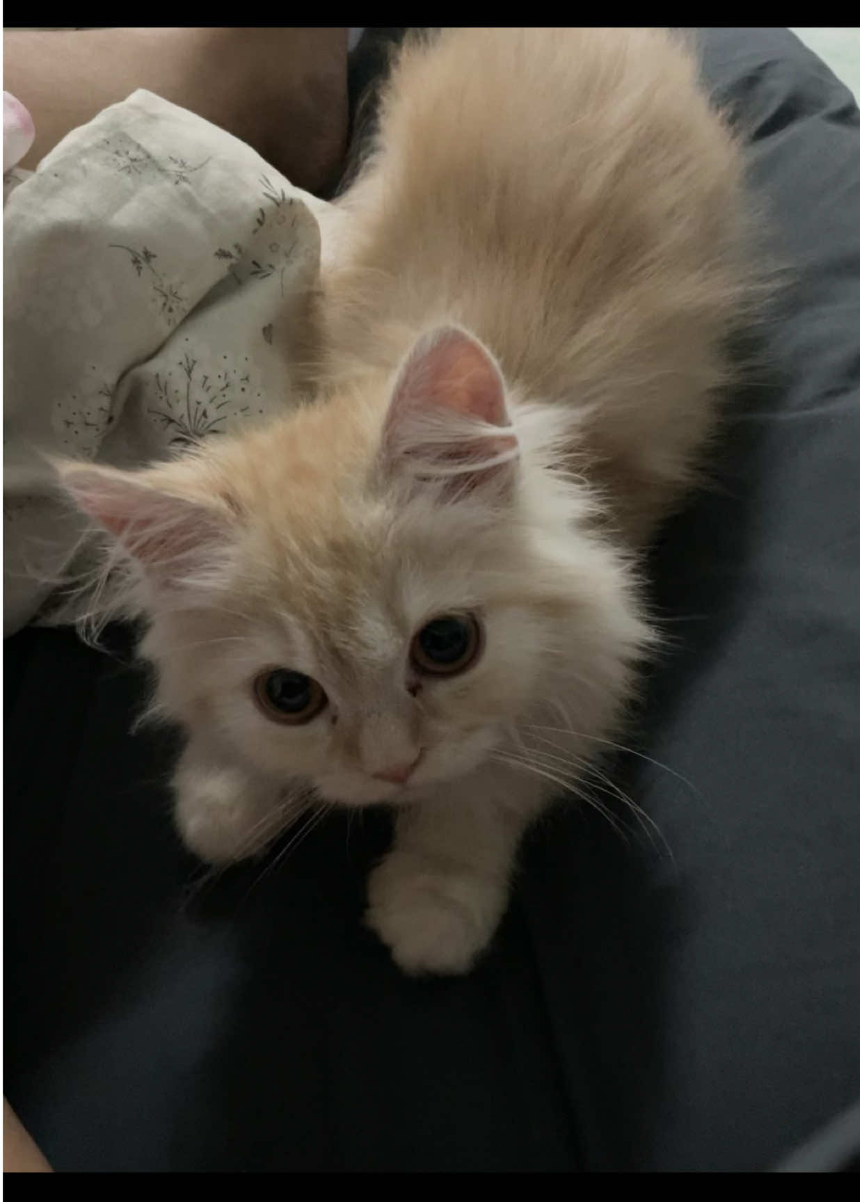 นุด 🧡🐈#ไลฟ์โฟโต้ #แมวน่ารัก #catsoftiktok #catlovers #cat 