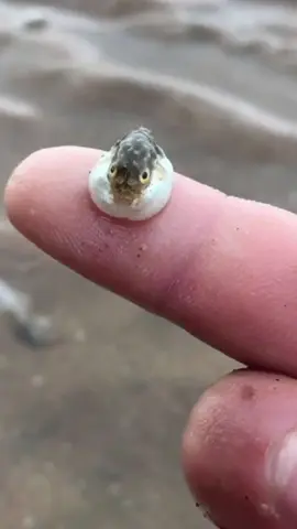 🐡 Tiny Pufferfish & Crazy Sea Creatures 🦀 Today's adventure started with a chubby little pufferfish! He looked so angry, but turns out - he was just pretending! 😂 🐚 Then, I found a huge red-eye crab - his claws kept trying to scare me! A fan challenged me to catch 10 cat's eye snails - do you think I can do it? 😏 🦐 A mantis shrimp smacked into a rock so hard it looked stunned - then it started doing wild sit-ups! This little guy is truly something else. 🐙 Also caught an octopus trying to hide in the sand - but it was digging into a rock! Not the smartest move. 😆 🐚 And look at this - a baby abalone! It's so tiny, like a gold ingot! Probably just a few weeks old. What's your favorite sea creature? Let me know in the comments! #fyp #sealife #seafood #seacreatures #oceanlife #marinelife #beachlife #nature #animals #seaanimals #pufferfish #crab #cateyesnails #starfish #mantisshrimp #abalone #octopus #crabs 