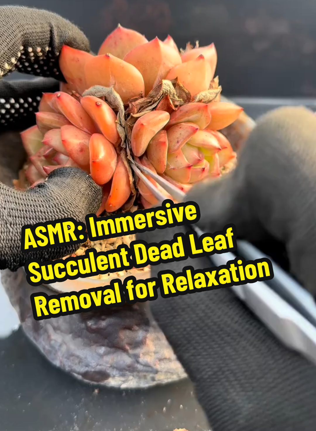 Unwind with ASMR! Immerse Yourself in the Soothing World of Pulling Dead Leaves from Succulents #ASMR#Succulents #DeadLeafRemovalASMR #ImmersivePlantTherapy #HealingWithSucculents #StressReliefASMR