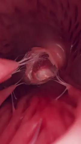 What Does the Tricuspid Valve Do?  It regulates blood flow from the right atrium to the right ventricle, ensuring efficient circulation to the lungs. Watch our 3D animation to see it in motion! #HeartHealth #MedicalAnimation #SciePro #Cardiology #science #heart #vray #animation #anatomy #meded #medical #scicomm #sciart #3d #zbrush #autodesk #medstudent 
