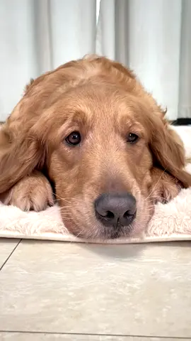 #PioresSituaçõesSemArCondicionado #goldenretriever #fyp 