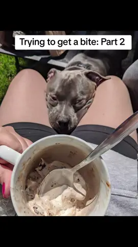 If mom is cooking, Zeus is nearby hoping and praying she drops a lil bite. 🤣🐾 #spoileddog #dogdad #dogmom #PetsOfTikTok #dogsoftiktok #pets #family  #blue #bluenose #bullybreeds #americanbully #staffy #bully #pitbullawarness #pittie #mansbestfriend #animal #cute #funny #snacks #cooking
