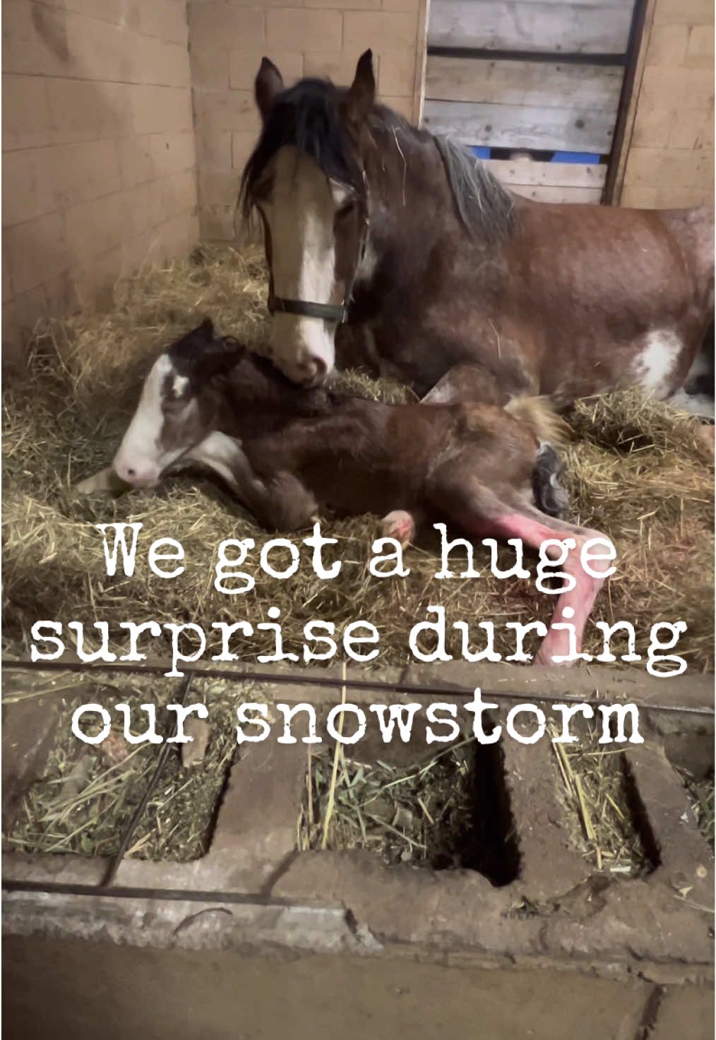 WE GOT A HUGE SURPRiSE DURING THE SNOW STORM #justthebells10 #bigfamilylife #familystorytime #adayinthelife #familyfarm #snowstorm 