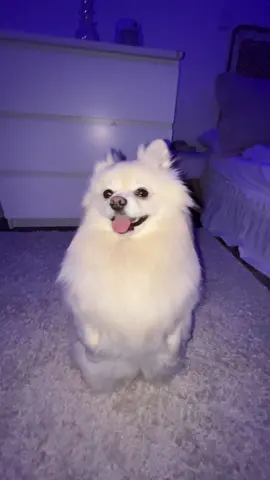 #dog #fyp #trends #flashlight #zoey 
