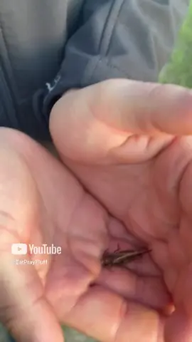 She thought it was just a leaf… until it JUMPED! 🤣🦗💨 #GrasshopperJumpScare #FunnyMoments #EpicFail #JumpScare #BugAttack #NatureSurprise #Hilarious #OMG #ScaredReaction #GoneWrong #InsectPrank #ViralVideo #MustWatch #LOL ##TooFunny#Unexpected #FYP #TrendingNow #ShockMoment #WildLife #ComedyGold #CrazyReaction #PrankWars #CandidCamera #BugLife #InstantRegret #GirlsBeLike #CaughtOnCamera #MemeWorthy #ReactionVideo #Surprise