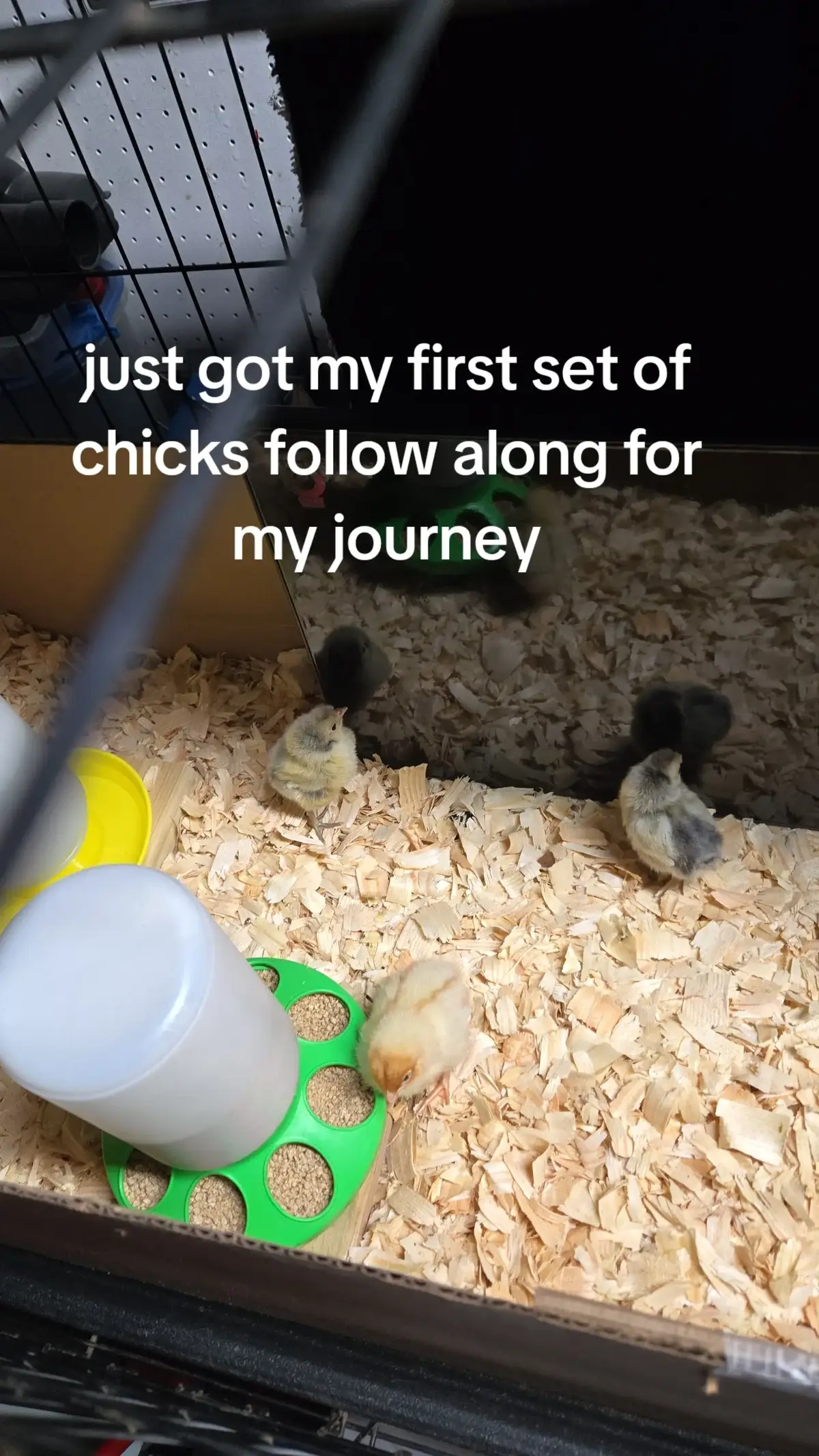 Come along with me for my first time having chicks. I've done lots of research and am so excited for my journey. Come along for this fun ride.