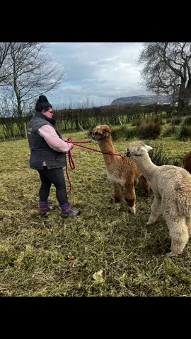 Put in the work and the rewards is just incredible! Halter training going amazing, faster than we expected with these boys #AlpacaLife #BinevenaghAlpacas 🫶🦙🦙🦙💙