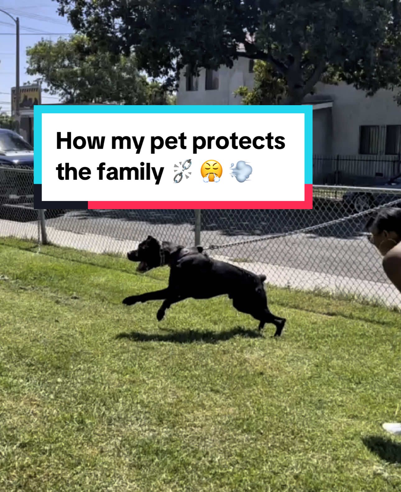 How my pet protects the family ⛓️‍💥  #raisingbane #bigdogs #dogvideos 