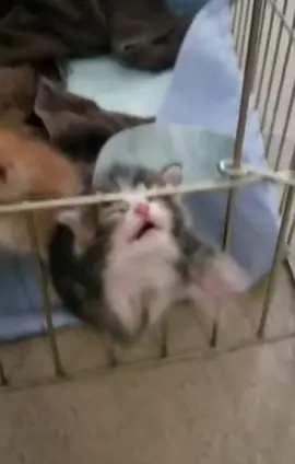 #cat #stuck #crazy #help #me this me