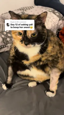 Replying to @M you have to be careful, she’s a biter 🫣🐈‍⬛🤍 #fyp #foryoupage #cats #cat #catsoftiktok #pets #PetsOfTikTok #catmom #catlover #standingcat 