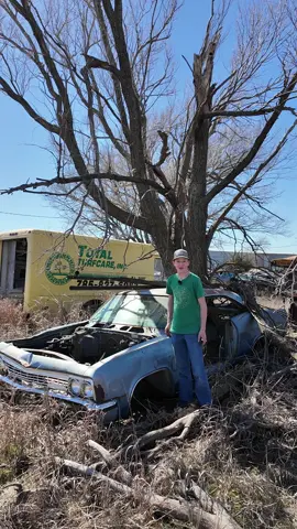 Natures Revenge, Impala Vs Tree 🌳 #Impala #66impala #chevy #willitrun #ranchero #junkyard #abandoned #forgotten #junkyardjack #rancherokid #cleftstrong