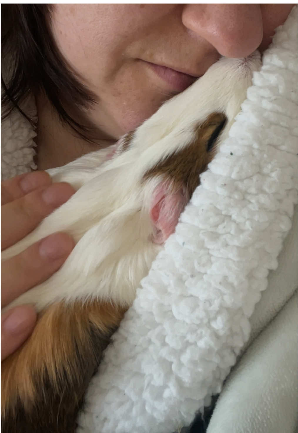 Always together 🥹😌#guineapig #PetsOfTikTok #animals #petlovers 