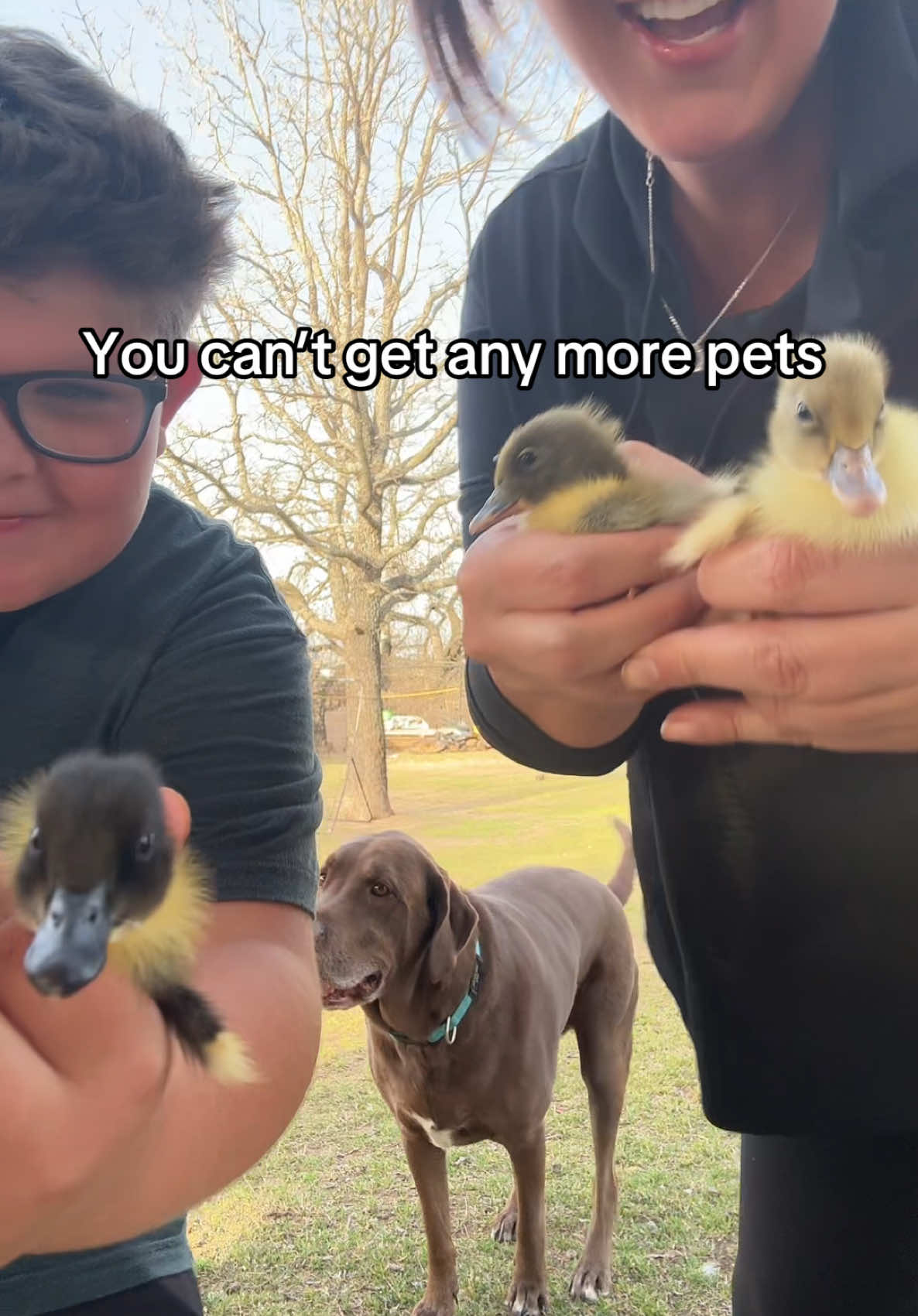 Don’t tell me no. Welcome to the family baby ducks 🦆 #funny #trending #ducks #PetsOfTikTok 