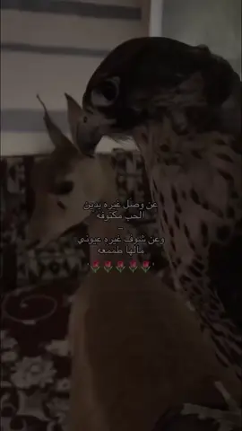 أنا امنه و أنا خوفه ..                                                                                                                                                                                                                                                      #d #m #Love #explore #like #بندر_بن_عوير🎤 #ابن_فطيس 