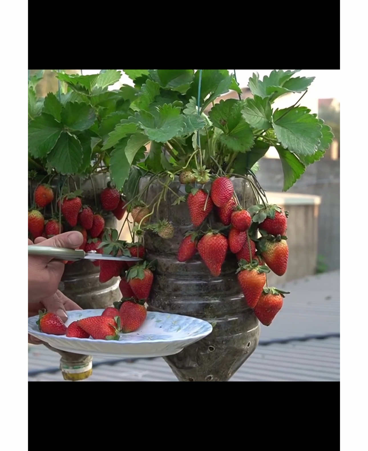 How to grow strawberries at home?       Growing strawberries in plastic buckets challenge #challenge #progardening #farming #gardening #strawberry #growingup #grow @TikTok #farm #homegarden #farm #homegardeningtips #plants #tiktok @TikTok Brasil @TikTok по-русски @TikTok Deutschland @TikTok Türkiye @TikTok France @TikTok Australia @TikTok Italia @TikTok Japan @TikTok Thailand @TikTok Philippines @틱톡 TikTok Korea #LIVEHighlights #LIVEIncentiveProgram #PaidPartnership 