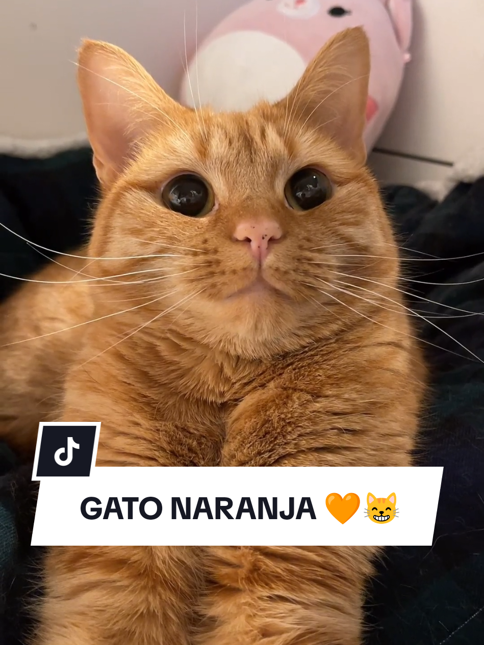 GATO NARANJA 🧡🍊😸 #gatonaranja #orangecat #cats #gatos #michis #elmichi 