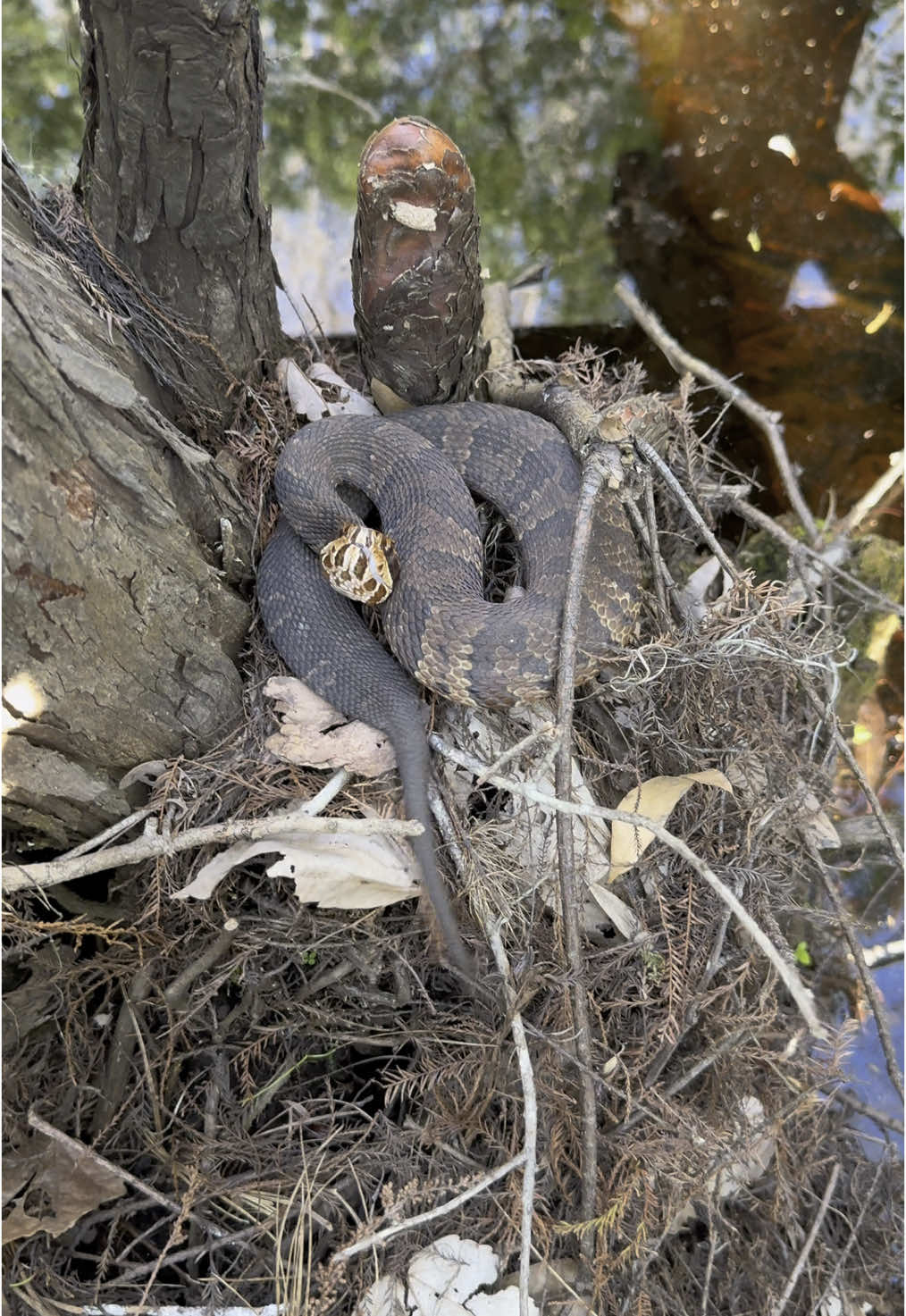 Little swamp walk #reptile #fyp #foryou #snake #foryou