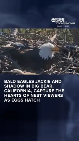 In Big Bear, CA, eagles Jackie and Shadow have captured the hearts of people across the world as they become parents again after laying three eggs. Two eggs have already hatched, and a third one is on the way. David Muir reports on the growing family.