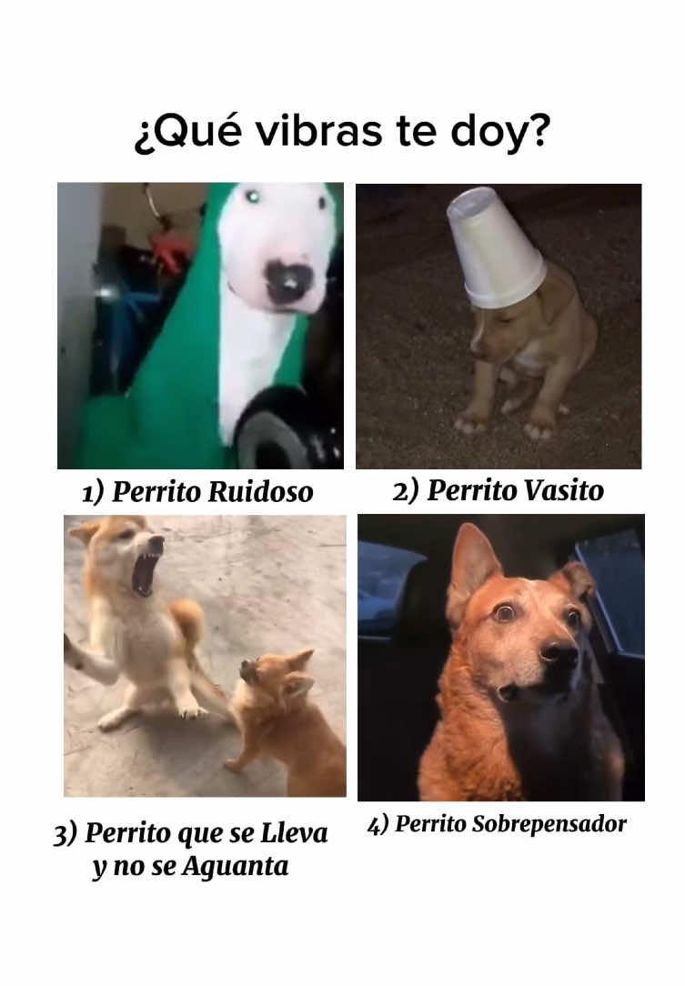 🐶 #fyp #perros #perro #friends #amigos #tiktok #reels #humor #funny #tristeza #sad #depresion #pensando #sentimientos #emotions 🤪 Perros Memes Humor Graciosos Divertidos Videos De Perros Perritos Animales Mascotas #mascotas que vibras te doy que vibes te doy 🗣🔥