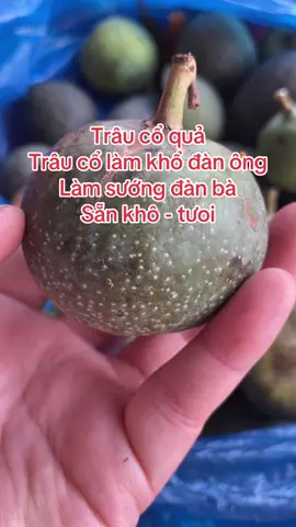 Trâu cổ quả#thanyeu #sinhlynam #thaoduocnguyenanh #trauco #thaoduocnguyenanh #daunhucxuongkhop 
