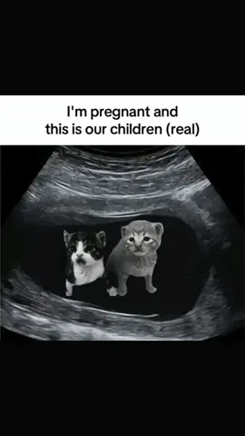 Im pregnant and its our child | Cat ultrasound #kitten  #pregnancy #cat #memes #funnycats #foryou 