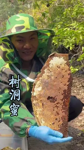 Finding Bees on Flatland with 18 Types of Tree Hole Honey#TiktokNewFarmer #Lookingforbeesoutdoors #Liveshooting 