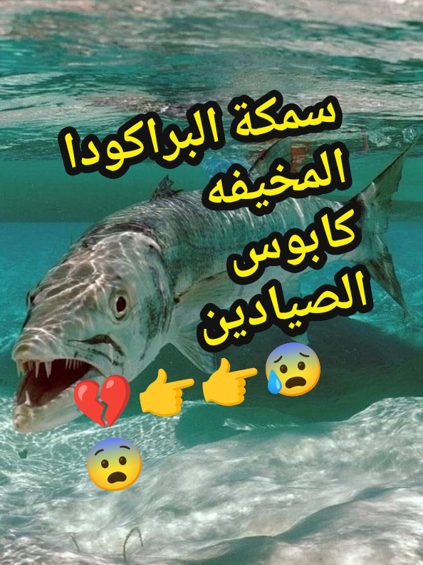 #براكودا #براكودا🐟❤️‍🔥للاسماك #براكوده #الدويملي #دوملي #عقام_كبير #عقام #baracouda #barracuda #وصف  سمكة البراكودا المخيفه معلومات قد تهمك كصياد لتسطيع التعامل معها سمكة عنيده و مقاتله لا ترحم سمكة مفترسه 😨 #pesca #peche #pescador #pe #vivo #nationalgeographic #tiltok #yout #viral_video #vedio #poison #تونس🇹🇳 #الجزائر🇩🇿 #المغرب #2025 #اليمن #مصر #العراق #ليبيا🇱🇾 #موريطانيا🇲🇷 #usa_tiktok #españa #italia #france🇫🇷 #greenscreen #اقرأ_مقطعك_المفضل #اعرف #كل #ع #depechemode #surfing #surf #surfcasting #mer #soleil #mo #plage #matriel #spinning #spin #marche #طعوم_الاسماك #الصيد_الرياضي #جنون #متعة #هوس #ادمان 