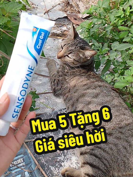 Giảm ê buốt, sạch mảng bám #soc_chuot16 #kemdanhrang #sensodyne 