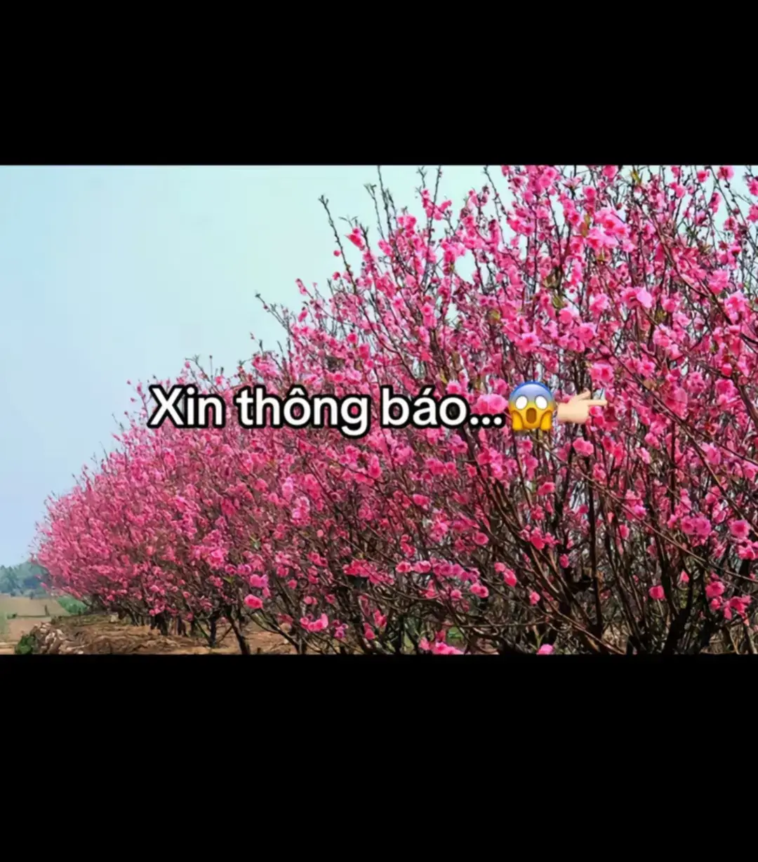 hôm nay thứ 7 (dương lịch 8/3/2025) (âm lịch 9/2/2025) #taoquan #tetnguyendan #tet2026 #xuhuong #xhhhhhhhhhhhhhhhhhhhhhhhhhhhhhhhhhhhhhhh #xuhuongtiktok #fyp #fypシ゚ #viral 