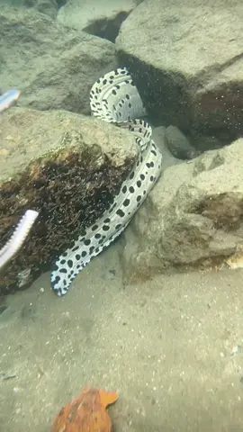 I caught a giant scheming eel by my hand while diving in the bottom sea. #diving #crab #catchthesea #seafood #seaside #fish