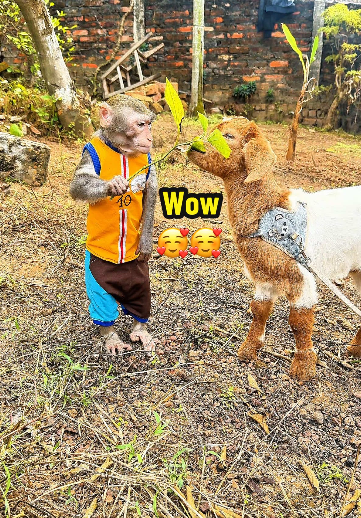 Bon monkey takes care of baby goat #monkey #monkeycute #monkeyfamily #monkeybonbon #monkeyfunny #monkeysmart #animal #trending 