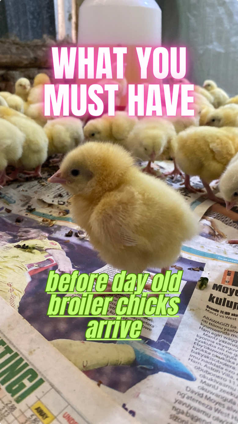 What you need at hand before your day old broiler chicks arrive. #poultry #farming #broilers #broilerpoultryfarm #