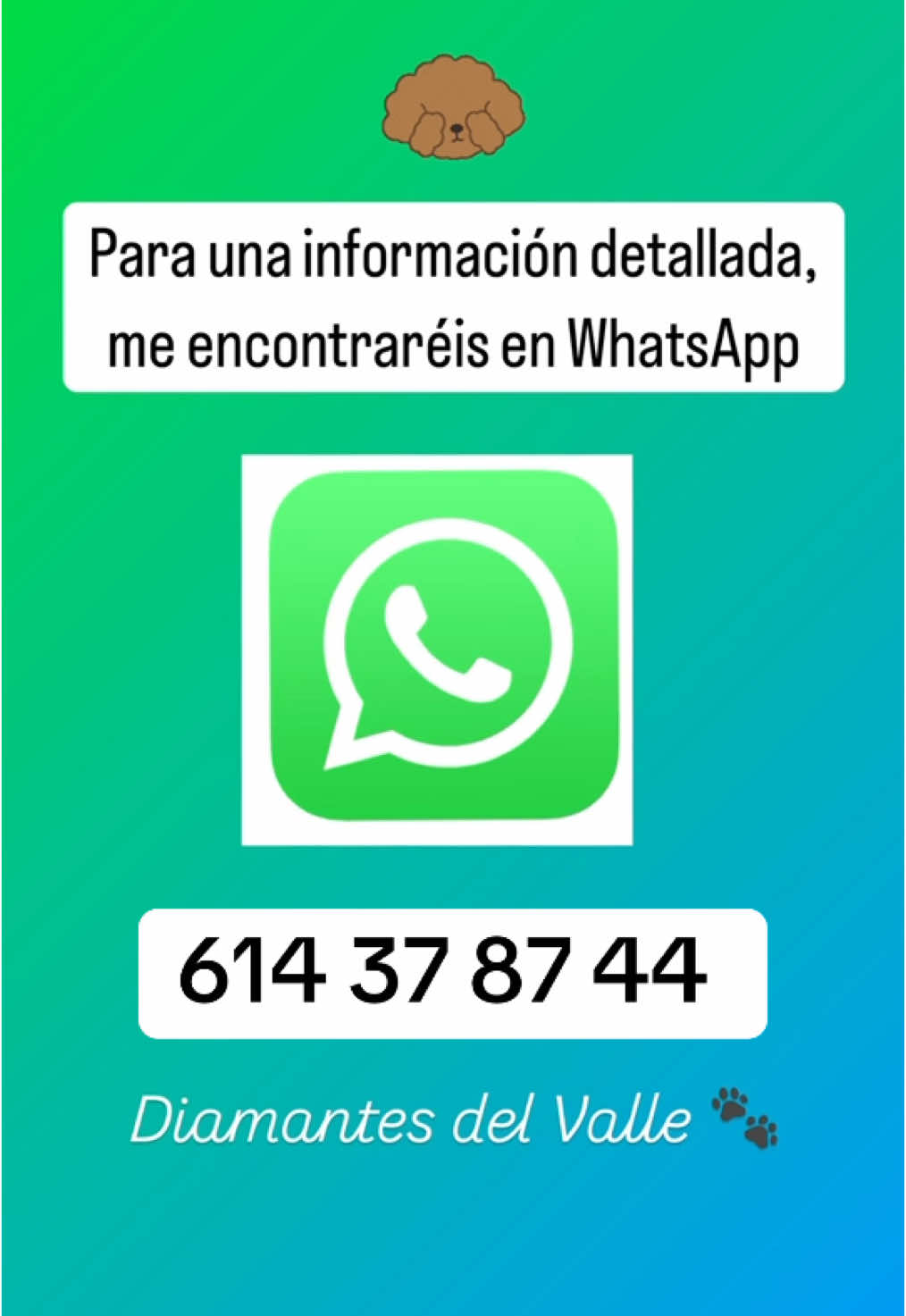 No respondo a los mensajes de Tiktok ni instagram. Por falta de tiempo, me encontraréis para una información detallada en WhatsApp o por llamada 🫶🐾 #caniche #caniches #canichemini #canichetoy #españa #amor #fyp 