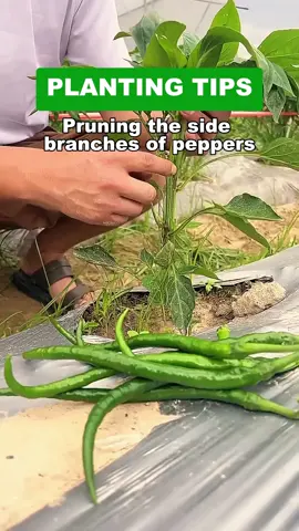 #garden #gardening #gardeningtips #planting #pruning #plants #farmlife #peppers 