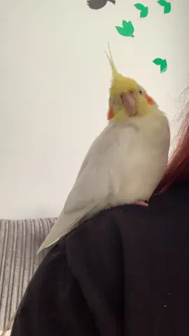 Happy little beak grinds #cockatiellife #cockatielsoftiktok #cockatielbirds #cockatielsontiktok 