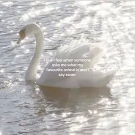 They are so unbelievably beautiful 🦢 || #swan #swans #favanimal #fyp #aesthetic #pinterest #swanaesthetic #cute #plain 