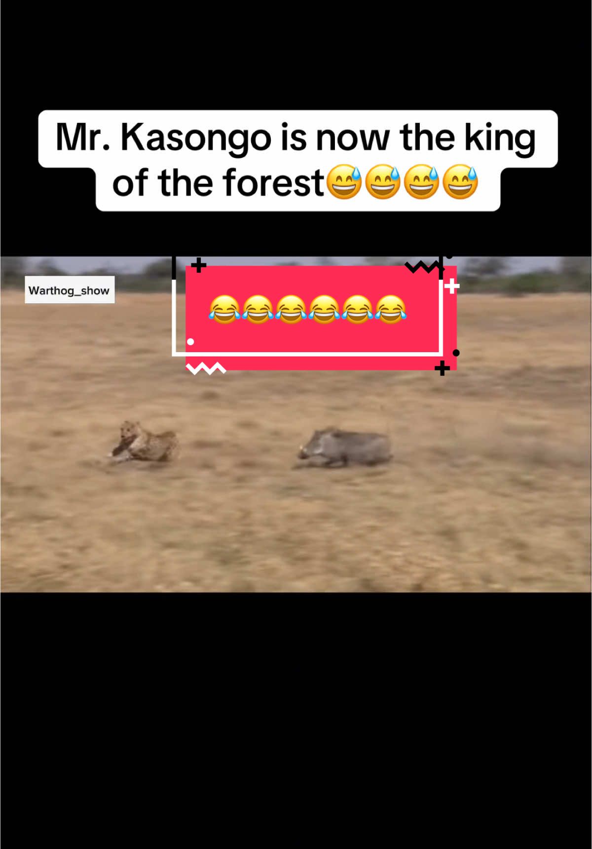 Mr. Kasongo is now the king of the forest😂😂😂😂😂#funnyvideo #foryoupage #warthog #leopard #funnyanimals #lion #gazelle #kasongo #kasongo