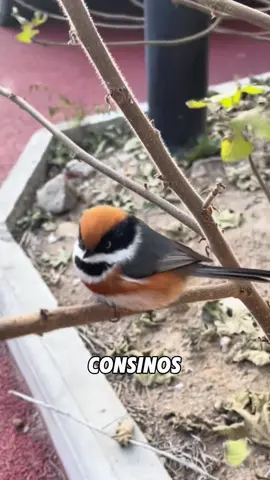 “Chubby little bird”#foryou #tiktok #fyp #animals #cute 