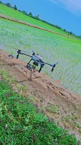 campo🌾💪🙂 arroz🌾 #campo #arroz #chacra #dron #aplicaciondronagrcola💪🌾 #buenamusica #paragozar #sondelduke #dukevacilate #ricamusica #tuausencia #paratii #catcup #fyp #chiclayo #esperolesguste #meregalasuncorazon❤️🙈 