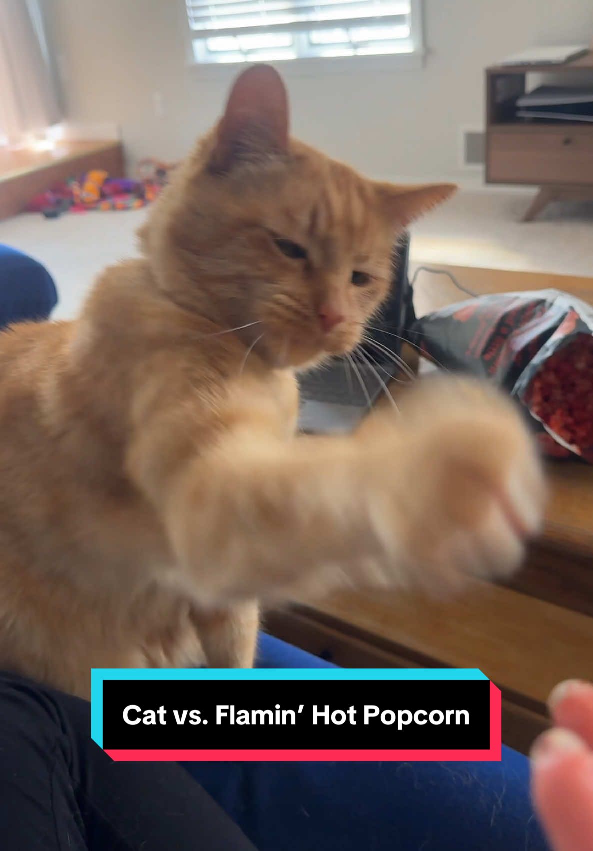 His reaction will live rent free in my mind forever #talkingcat #catsoftiktok #flaminghot #spicy #orangecatsoftiktok #gingercat #orangecat #kittytastetest #butterstheorangie 