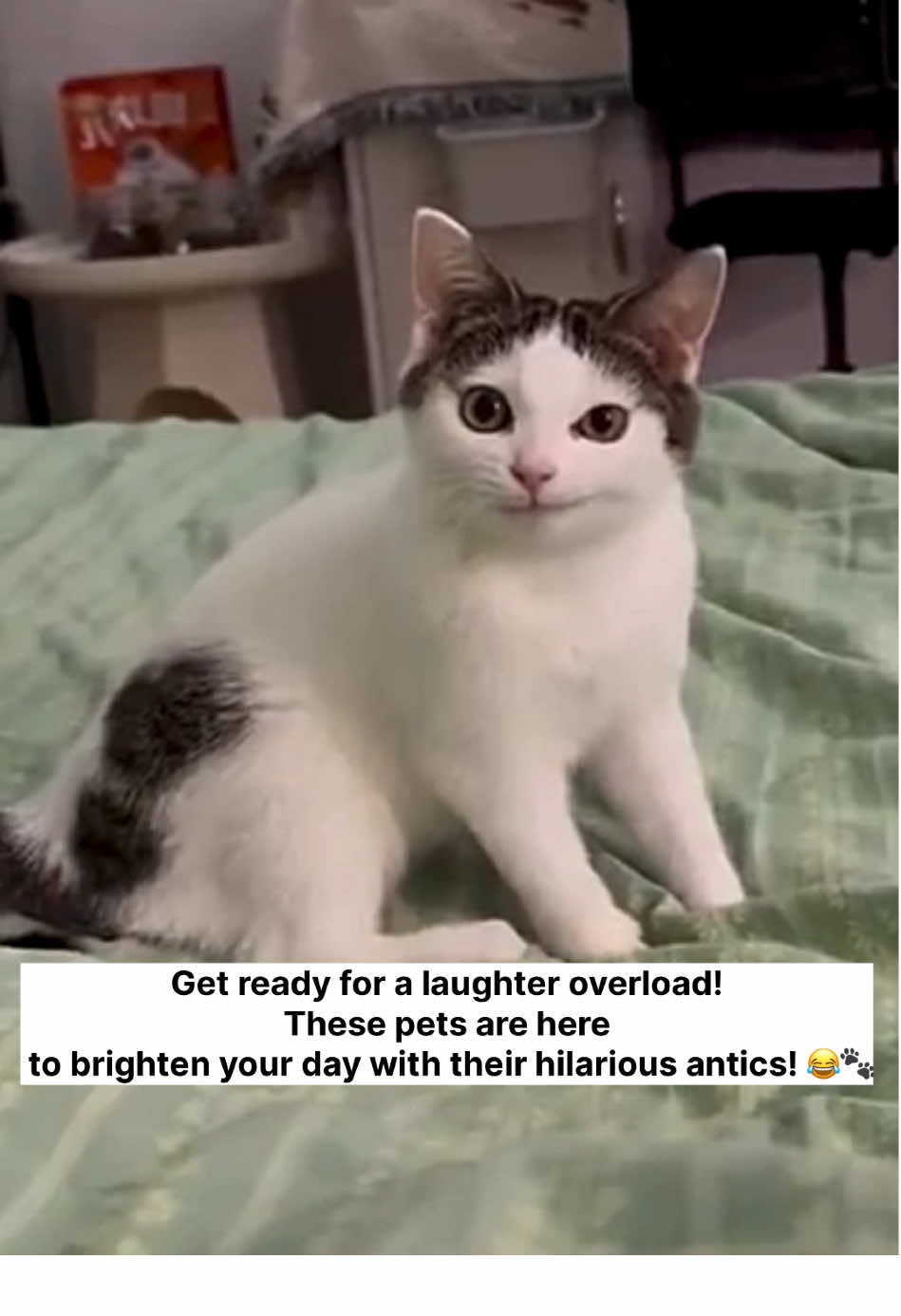 Get ready for a laughter overload! 😂🐾 Funny cats🤣#funnytiktok #funnycat #kittensoftiktok #catsoftiktok #catlover #gatostiktok #gatos #cats #fyp #viral 