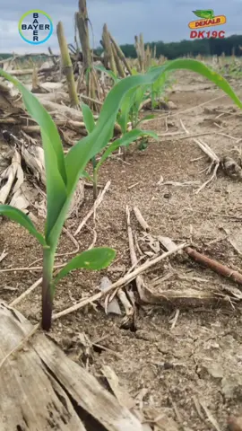 Hari ini Sabtu, 8 Maret 2025, tanaman jagung saya tepat berusia 10 hari, dan pada usia ini saya lakukan penyepraian hormon tanaman dengan menggunakan Jimmy Hantu Multiguna Exvlusive dengan dosis 60ml/ tanki 16 ltr. dengan tujuan untuk merangsang pertumbuhan akar, batang dan daun.  waktu penyepraian adalah  pagi hari pkl 06.00-09.00 dan sore hari pkl 16.00-17.30 wib #dk19c #dekalb #bayer #jimmyhantu #petanijagung #petanimuda #petaniindonesia🇮🇩🇮🇩🇮🇩🌿🌿 #CapCut 